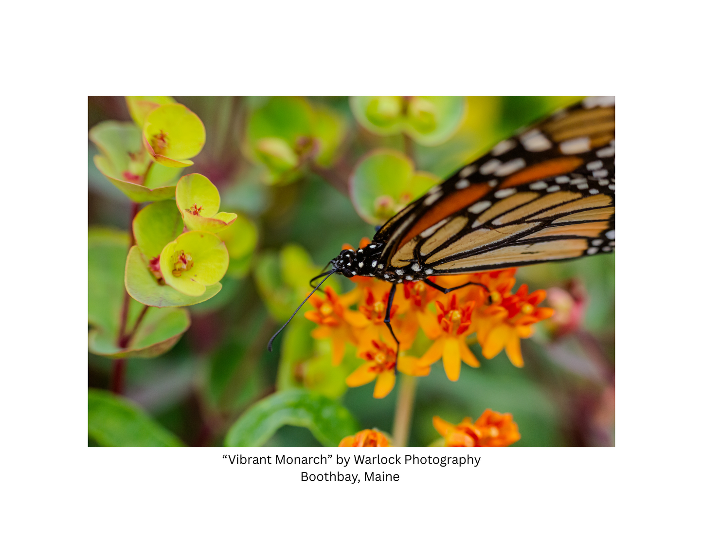 "Danaus Plexippus" Postcard Pack ( Digital )
