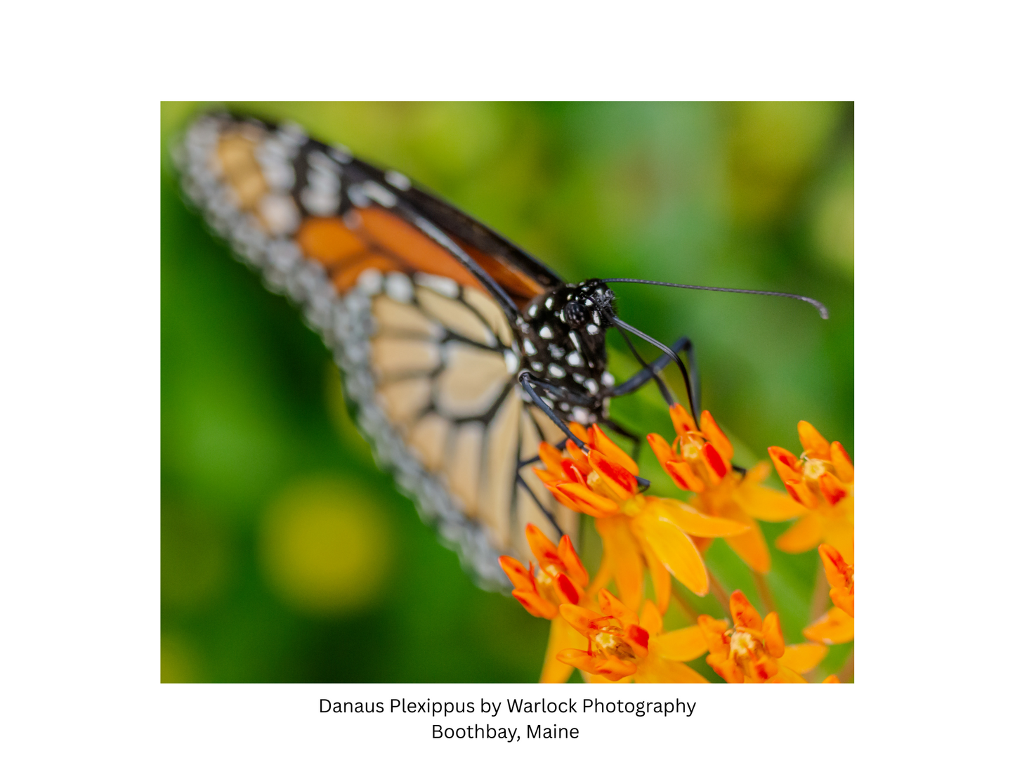 "Danaus Plexippus" Postcard Pack ( Digital )