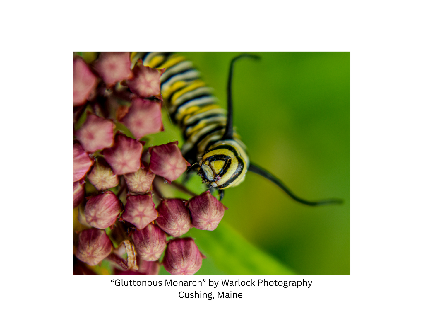 "Danaus Plexippus" Postcard Pack ( Digital )