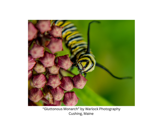 "Danaus Plexippus" Postcard Pack ( Digital )