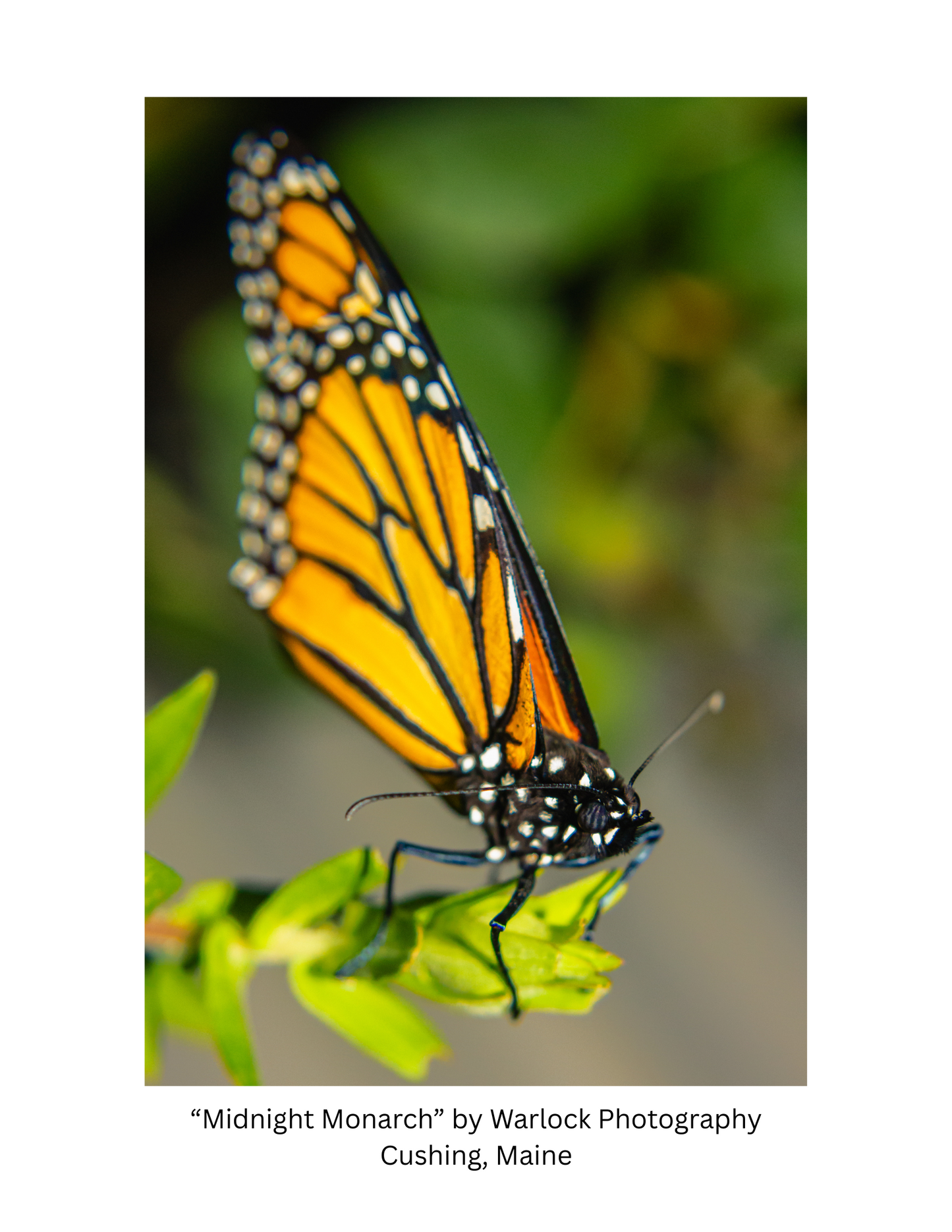 "Danaus Plexippus" Postcard Pack ( Digital )