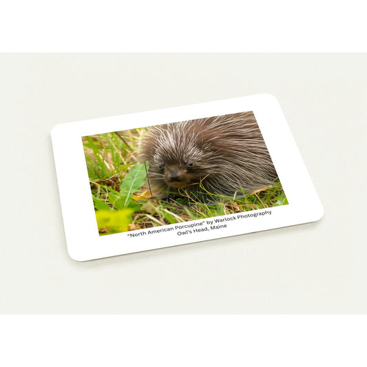 Intimate wildlife photography of a North American Porcupine in its natural Maine habitat, used for premium art postcards.