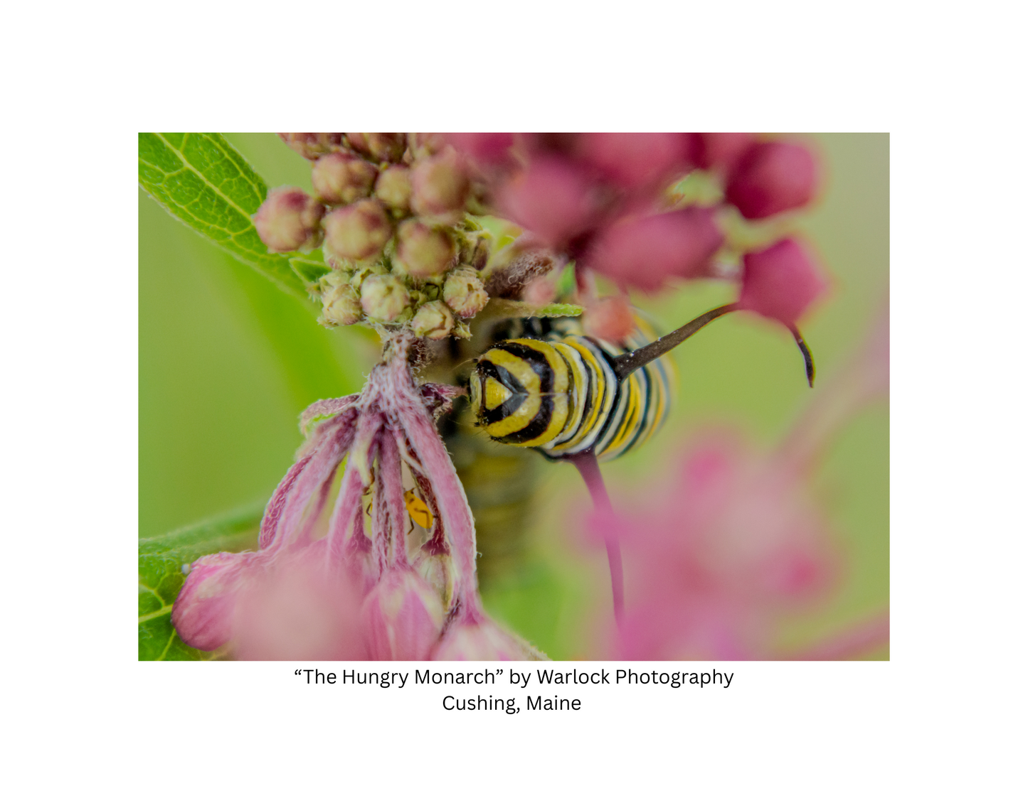 "Danaus Plexippus" Postcard Pack ( Digital )