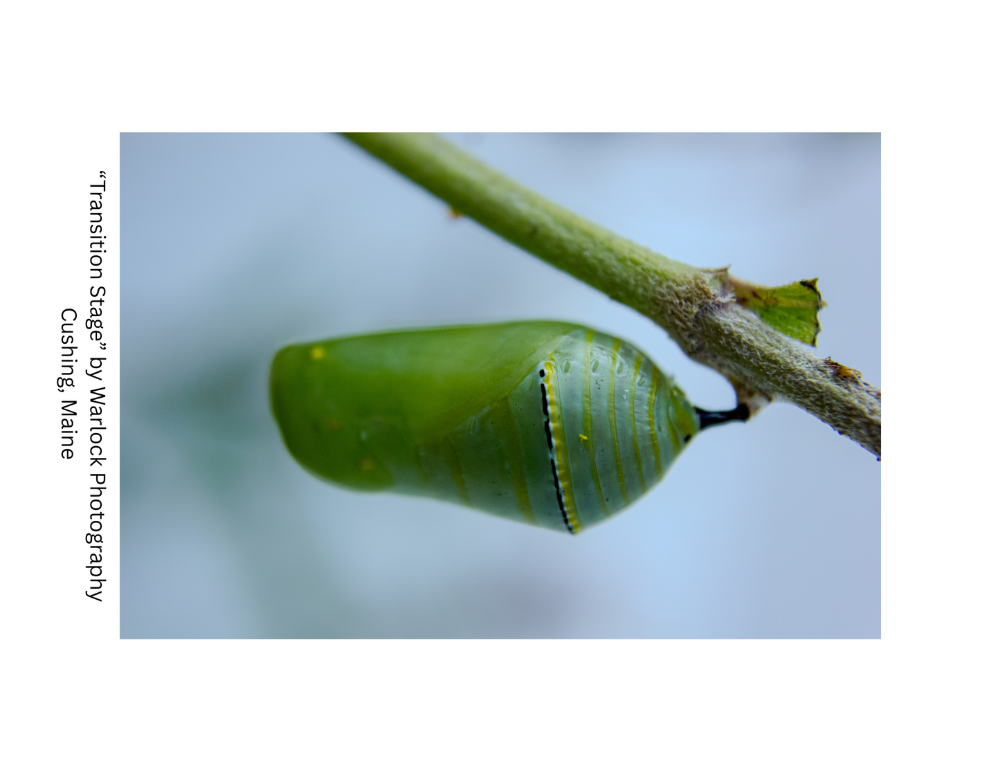 "Danaus Plexippus" Postcard Pack ( Digital )