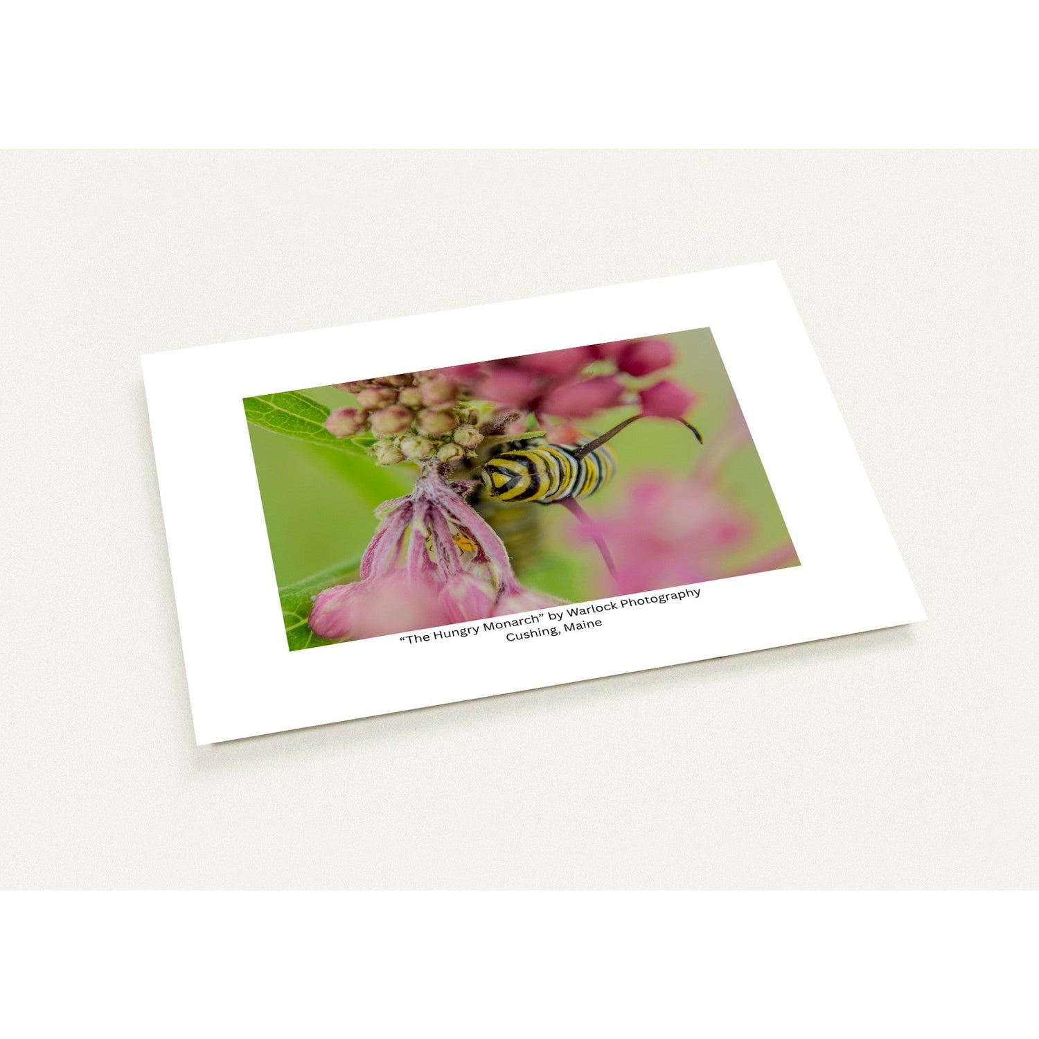 The Monarch Collection