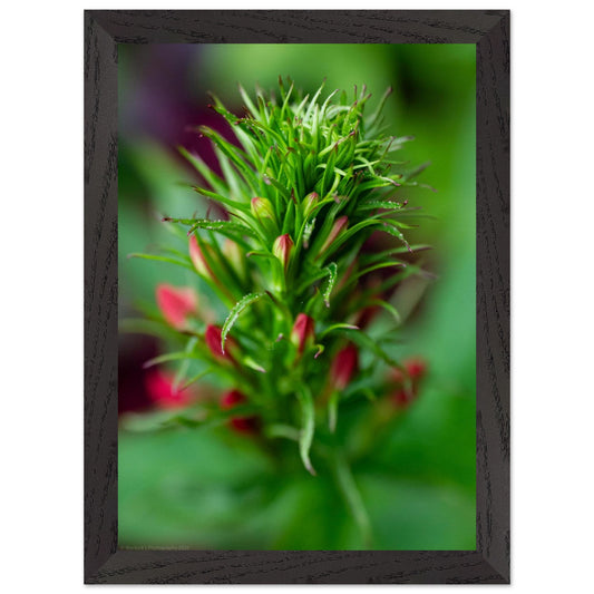 A professionally framed vertical photograph titled 'The Cardinal's Promise' by Warlock Photography, featuring the budding crimson spires of a Cardinal Flower