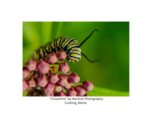 "Danaus Plexippus" Postcard Pack ( Digital )