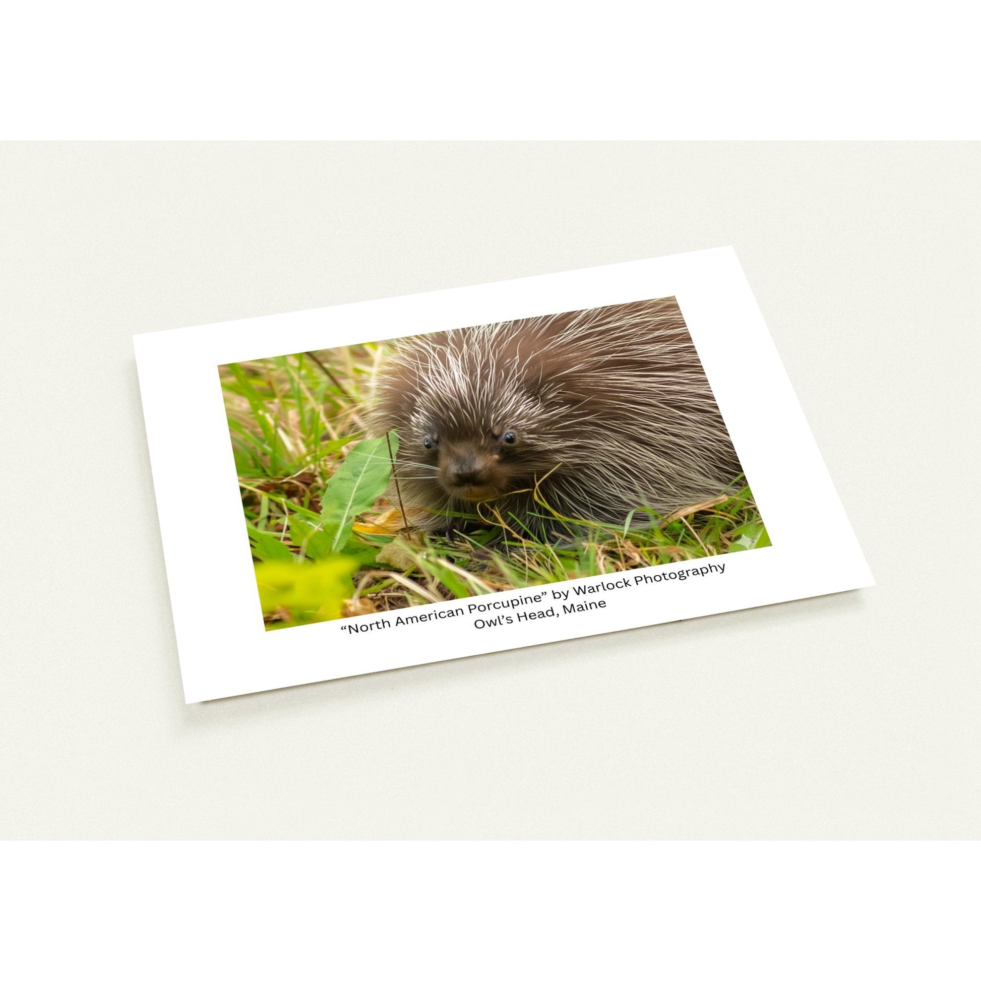Close-up of the 'North American Porcupine' postcard pack, highlighting the sharp detail of the quills and the premium matte finish.