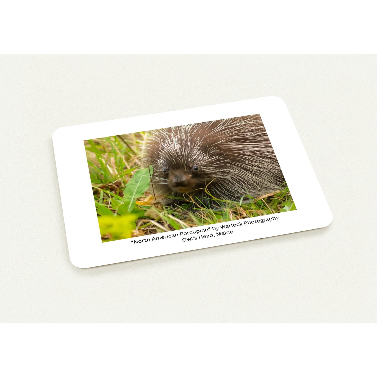 Intimate wildlife photography of a North American Porcupine in its natural Maine habitat, used for premium art postcards.