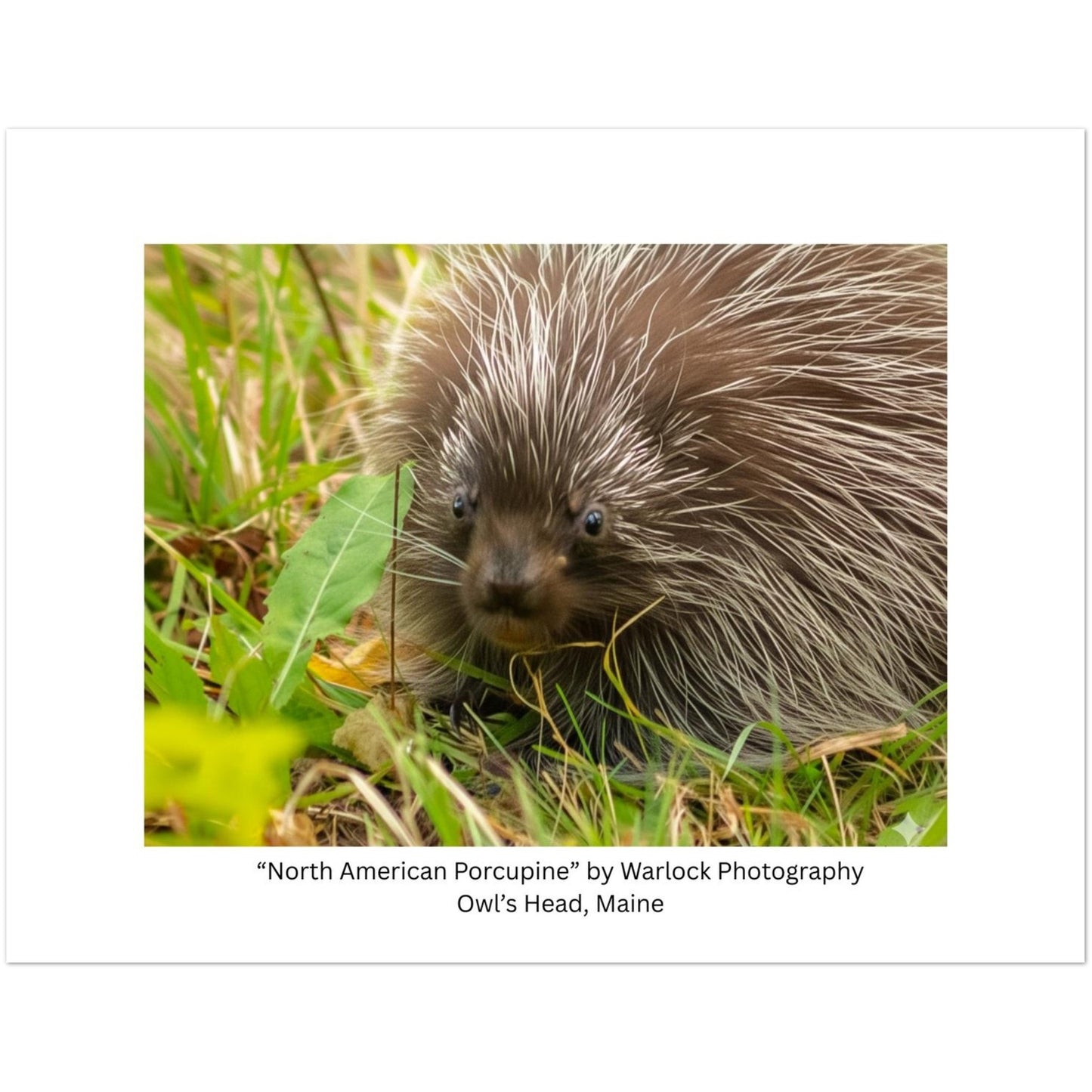 A pack of 10 'North American Porcupine' postcards by Warlock Photography, featuring a high-detail wildlife photograph.