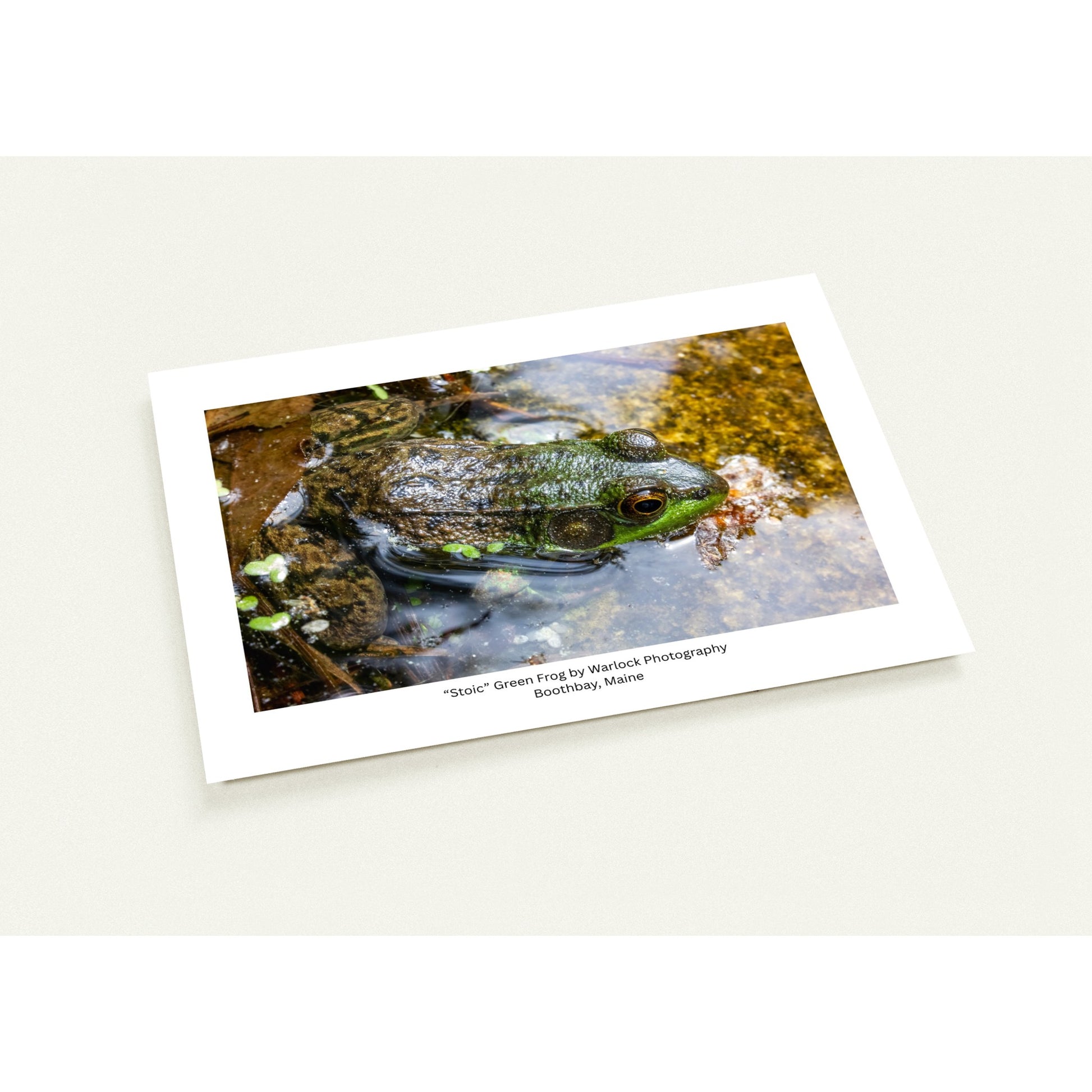 A 10-pack of 'Stoic' Green Frog postcards by Warlock Photography, featuring a sharp wildlife photograph of a frog in its natural pond habitat.