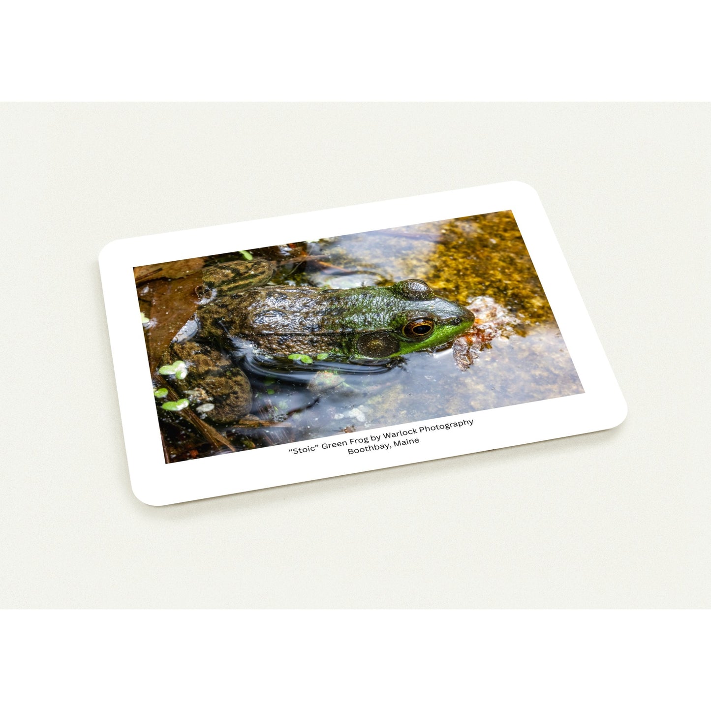 Close-up of the 'Stoic' Green Frog 10-pack postcard set, highlighting the premium matte and coated silk paper options.